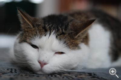 Klicka fÃ¶r stÃ¶rre