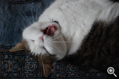 Klicka fÃ¶r stÃ¶rre