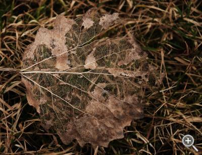 Klicka fÃ¶r stÃ¶rre