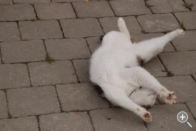 Klicka fÃ¶r stÃ¶rre