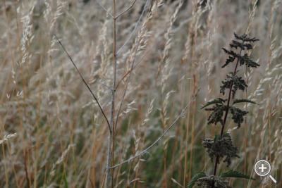 Klicka fÃ¶r stÃ¶rre
