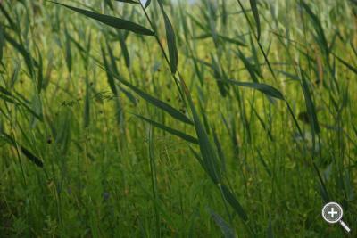 Klicka fÃ¶r stÃ¶rre