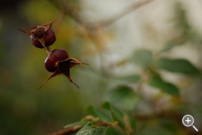 Klicka fÃ¶r stÃ¶rre