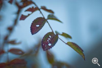 Klicka fÃ¶r stÃ¶rre