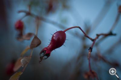 Klicka fÃ¶r stÃ¶rre