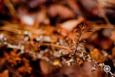 Klicka fÃ¶r stÃ¶rre