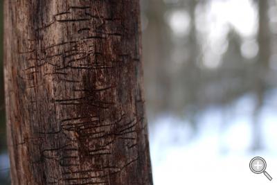 Klicka fÃ¶r stÃ¶rre