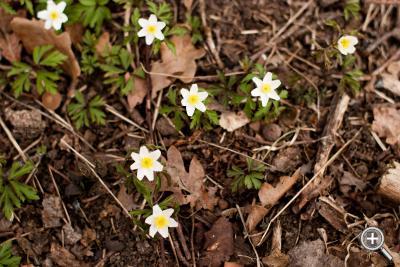 Klicka fÃ¶r stÃ¶rre