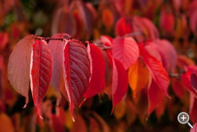 Klicka fÃ¶r stÃ¶rre
